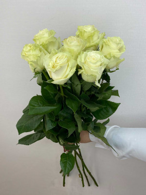 Цветы поштучно: Роза Эквадор «Mondial»